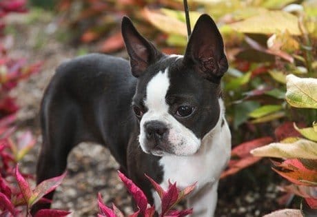 Boston Terrier