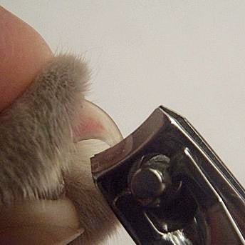 cắt móng cho mèo