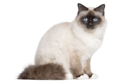mèo Birman